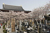 People gathering to celebrate sherry blossoms sakura at spring in the Zojoji shintoist shrine and park  Shiba  Tokyo  Japan