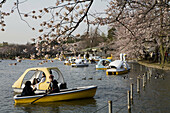 People gathering to celebrate sherry blossoms sakura at spring in the Ueno Park and lake  Tokyo  Japan