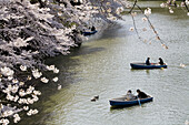 Sherry blossoms at Kitanomaru park in spring  Chiyoda-Ku  Tokyo  Japan