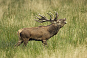 Red Deer (Cervus elaphus)