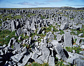 Chevaux de Frise' defensive system of stone slabs in front of prehistoric fort of Dun Aengus, Inishmore. Aran Islands, Ireland