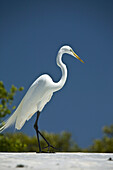Florida Keys Wild Bird Center, 93600 Overseas Highway Tavernier, FL 33070, USA