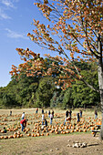 Pumpkin patch