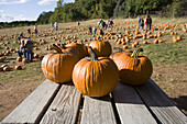 Pumpkins on table pumpkin patch