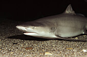 Lemon Shark (Negaprion brevirostris). Ria of Vigo, Pontevedra province, Galicia, Spain