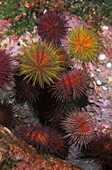 Sea Urchin (Paracentrotus lividus). Galicia, Spain