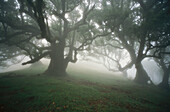 Eastern Atlantic. Madeira islands. Laurel forest (Laurus azorica)