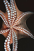 Eastern Atlantic. Galicia. Spain. Detail of the suckers of an octopus (Octopus vulgaris)