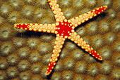 Starfish (Fromia monilis). Red Sea
