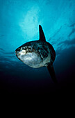 Sunfish (Mola mola). Galicia, Spain