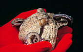 Octopus (Octopus vulgaris). Galicia, Spain