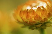 Close-up of an orange straw flower.