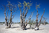 Moringa trees (Moringa ovalifolia). Etosha National Park, Namibia
