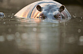Hippopotamus (Hippopotamus amphibius). Masai Mara Natural Reserve, Kenya