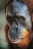 Bornean Orangutan (Pongo pygmaeus). Gunung Leuser National Park, Indonesia