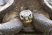 Captive Galapagos giant tortoise (Geochelone elephantopus)