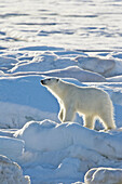 Polar bear Ursus maritimus on multi-year ice floes in the Barents Sea off the eastern coast of Edgeøya Edge Island in the Svalbard Archipelago, Norway