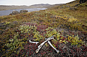 Tundra at the Perserajut mountains. Kangerlussuaq area. Greenland