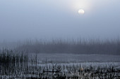 Sunrise at a lagoon at Doñana National Park during winter. Sevilla_Huelva. Spain