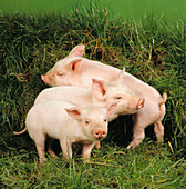 Large white piglets. Berks, England, UK