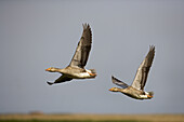 Greylag Geese (Anser anser) in flight.