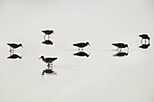 Common Sandpiper feeding