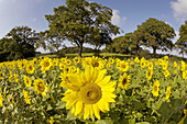 Sunflowers in Norfolk Farmland. UK