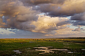 Grazing Marshes & Salthouse Church. Norfolk. UK