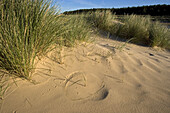 Holkham Beach Norfolk Bird Prints in Sand