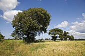 Oak Trees in Farmland Southrepps, Norfolk. UK.