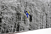 Ski jumper during Weltcup Race, Inselberg, Brotterrode, Thuringian Forest, Thuringia, Germany