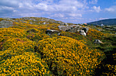Landscape near Roundstone, Connemara, Co. Galway, Ireland, Europe