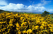 Broom in the sunlight, landscape in Coulagh Bay, County Kerry, Ireland, Europe