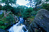 Landschaft mit Bach und Wald, Killarney Nationalpark, County Kerry, Irland, Europa