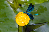 Damselfly landing on a yellow waterlily, Beautiful Demoiselle, Calopteryx virgo