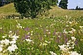 Flowering meadow with Lythrum salicaria and Filipendula ulmaria, Upper Bavaria, Germany