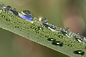 Dew on a reed leaf, drops of water