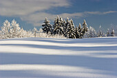 Trees in a winter scenery, Upper Bavaria, Germany