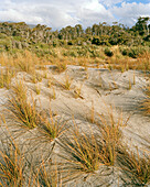Marram grass on the beach in front of forest, Ship Creek Beach, west coast, South Island, New Zealand