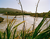 Idyllic Okarito lagoon in the sunlight, Westland National Park, West Coast, South Island, New Zealand