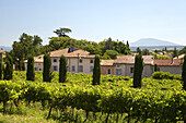 Vineyard in front of the houses of the village Suze-la-Rousse, Drome. Provence, France