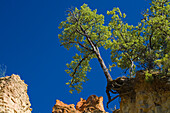 Colorado Provencal, Ockerfelsen unter blauem Himmel, Rustrel, Vaucluse, Provence, Frankreich