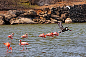 West Indies, Bonaire, Washington National Park, Flamingos and pelican
