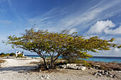 Karibik, Niederländische Antillen, Bonaire, Divi Divi Baum