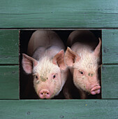 Zwei kleine Schweinchen im Stall