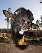 Domestic goat portrait , Capra hircus, Germany, Bavaria