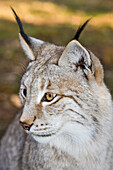 Luchs, Felis lynx, Deutschland, Bayern