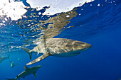 Galapagos Sharks, Carcharhinus galapagensis, Oahu, Pacific Ocean, Hawaii, USA