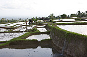 Rice fields, rice terraces under cloudy sky, Bali, Indonesia