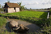 Buffalo bathing in front of a hut on a rice field, Bali, Indonesia